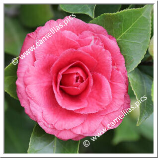 Camellia Japonica 'Dona Jane Andresen'