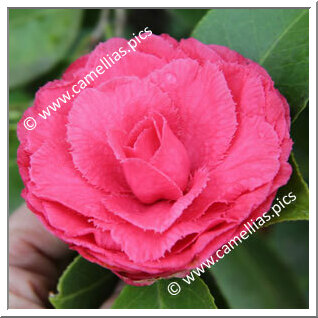 Camellia Japonica 'Dona Jane Andresen'