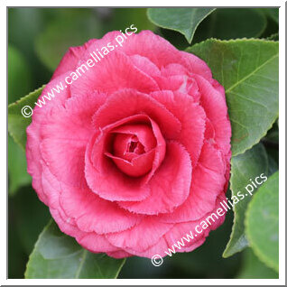 Camellia Japonica 'Dona Jane Andresen'