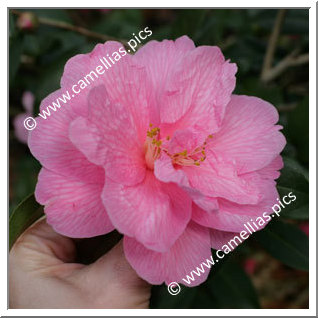 Camellia Hybrid C.x williamsii 'Donation'