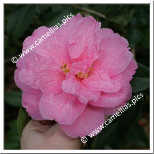 Camellia Hybride C.x williamsii 'Donation'