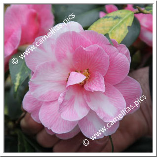 Camellia Hybrid C.x williamsii 'Donation Variegated'