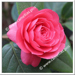 Camellia Hybrid 'Dalu Jiuqu'