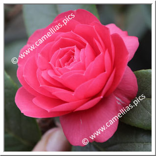 Camellia Hybride 'Dalu Jiuqu'
