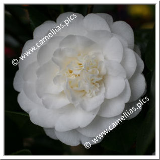 Camellia Japonica 'Dorothy Culver'