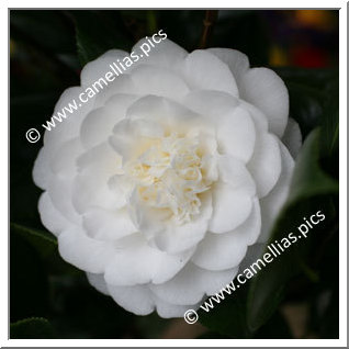 Camellia Japonica 'Dorothy Culver'