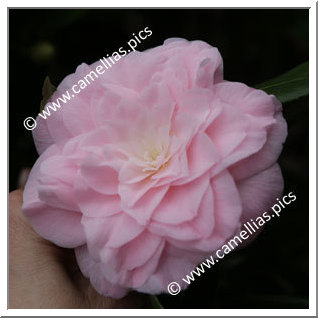 Camellia Hybrid 'Dorothy James'