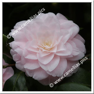 Camellia Hybride 'Dorothy James'