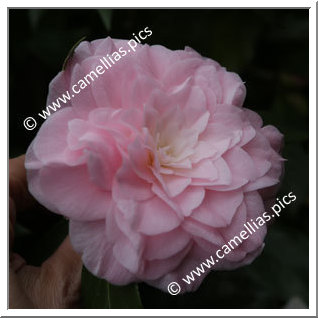 Camellia Hybrid 'Dorothy James'