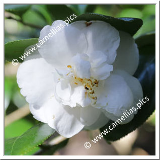 Camellia Japonica 'Dorothy Murphy'