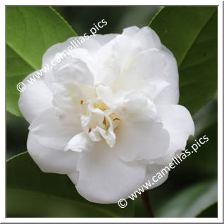 Camellia Japonica 'Dorothy Murphy'