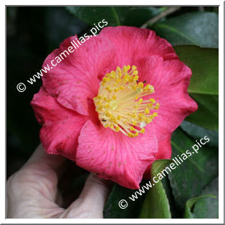 Camellia Japonica 'Mrs Dorothy van der Bom'