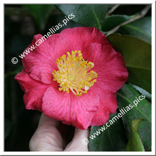 Camellia Japonica 'Mrs Dorothy van der Bom'