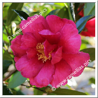 Camellia Hybrid 'Dot Spengler'