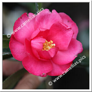 Camellia Hybride 'Dot Spengler'