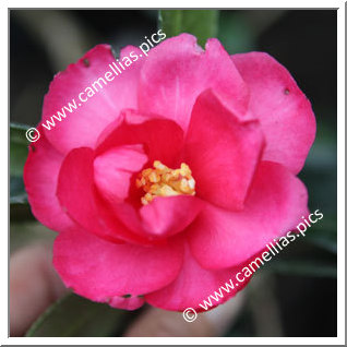 Camellia Hybride 'Dot Spengler'