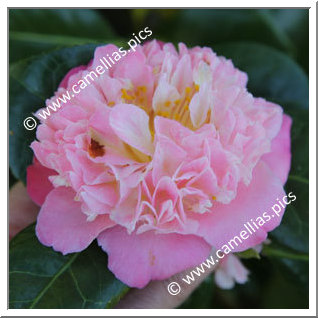 Camellia Japonica 'Douceur '