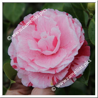 'Doutor Balthazar de Mello'