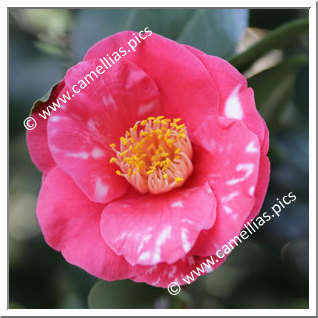 Camellia Japonica 'H.A. Downing Variegated'