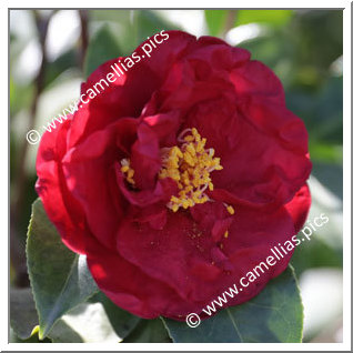 Camellia Japonica 'Dr Burnside'