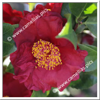 Camellia Japonica 'Dr Burnside'