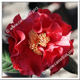 Camellia Hybrid 'Dr Clifford Parks'