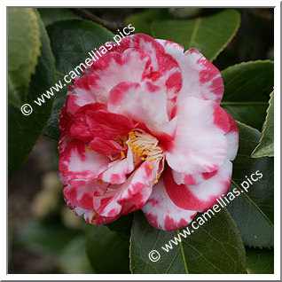 Camellia Japonica 'Dr John D. Bell'