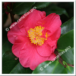 Camellia Japonica 'Dr King'