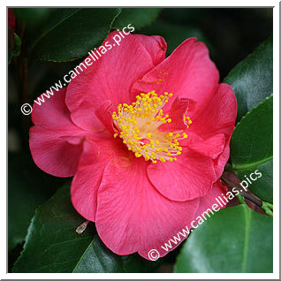 Camellia Japonica 'Dr King'