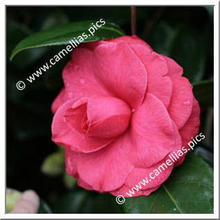 Camellia Japonica 'Docteur Louti'