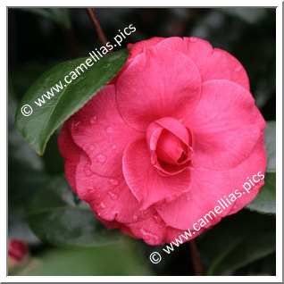 Camellia Japonica 'Docteur Louti'