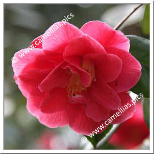 Camellia Japonica 'Dr H.G. Mealing'