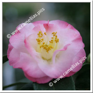 Camellia Japonica 'Dr Tinsley'