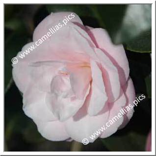Camellia Japonica 'Dragée'