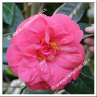 Camellia Japonica 'Drama Girl'