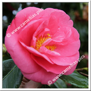 Camellia Japonica 'Drama Girl'