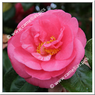 Camellia Japonica 'Drama Girl'