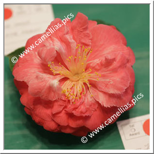 'Julia Drayton Variegated'