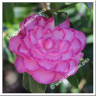 Camellia Hybrid C.x williamsii 'Dream Boat'