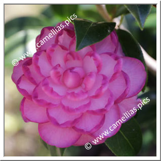 Camellia Hybride C.x williamsii 'Dream Boat'