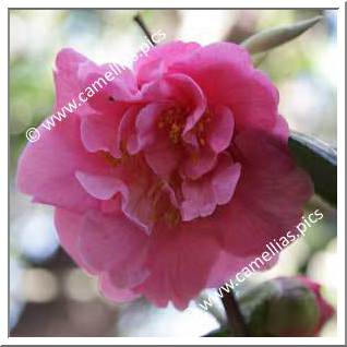 Camellia Hybride 'Dream Castle'