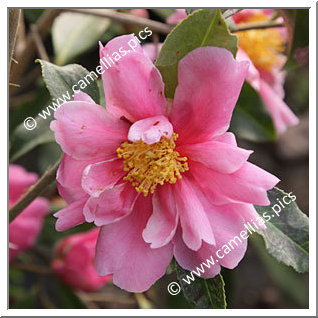 Camellia Hybrid 'Dream Girl'
