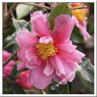 Camellia Hybride 'Dream Girl'