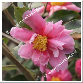 Camellia Hybride 'Dream Girl'