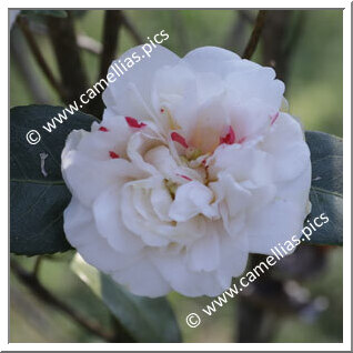 Camellia Japonica 'Dresdner Frauenkirche'