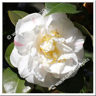 Camellia Japonica 'Drouard Gouillon'