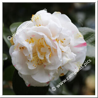 Camellia Japonica 'Drouard Gouillon'