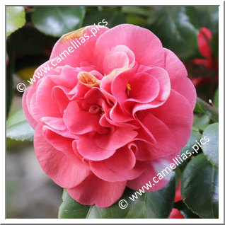 Camellia Japonica 'Drummondii'