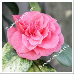 Camellia Japonica 'Drummondii'
