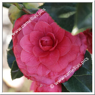 Camellia Japonica 'Dryade'